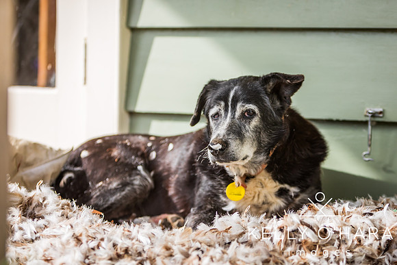Champ In Feathers July 2024 wm-9315